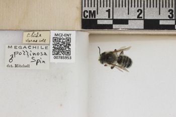 Media type: image;   Entomology 785953 Aspect: Labels
